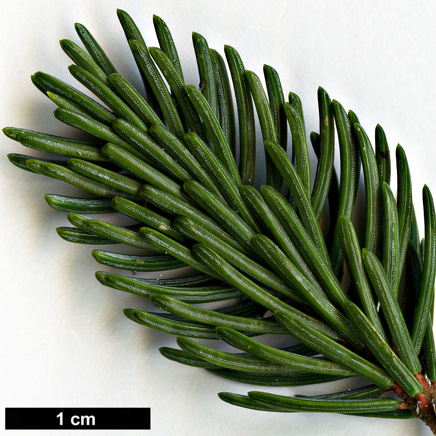 High resolution image: Family: Pinaceae - Genus: Picea - Taxon: koyamae 